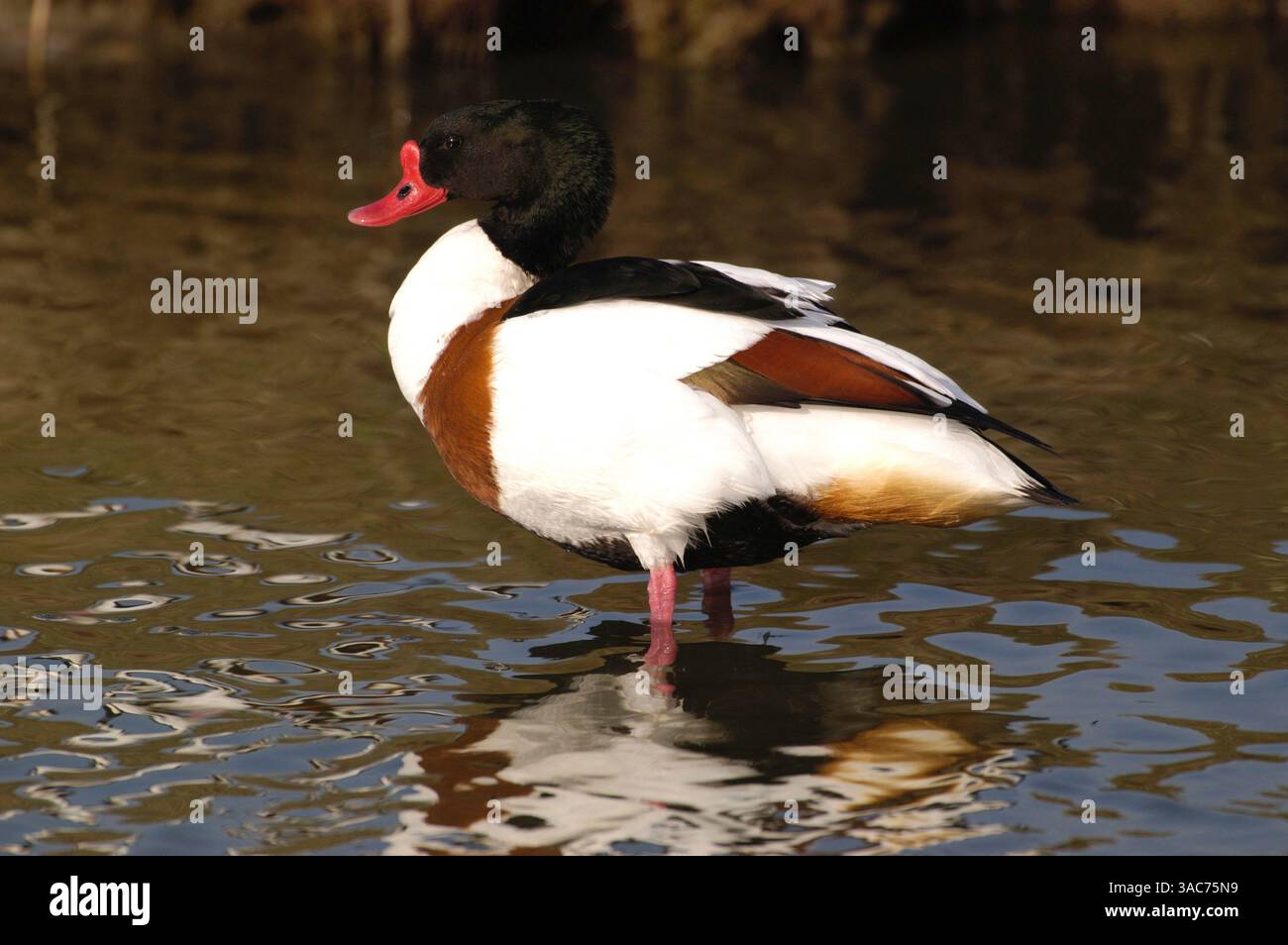 06 juin 2002 ; Texel, PAYS-BAS ; le CANARD COMMUN (Tadorna tadorna) est un canard répandu et commun qui se reproduit en Eurasie tempérée. Le gooselike Common Shelcank est un oiseau frappant avec son bec rouge, son corps blanc et châtaignier, sa tête et son cou vert foncé. Les sexes sont similaires, mais la femelle est plus terne. Le mâle a un bouton de bec rouge gonflé pendant la saison de reproduction. Leur alimentation se compose de petits animaux de rivage (vents, crabes, etc.) ainsi que d'herbes et d'autres plantes. Banque D'Images