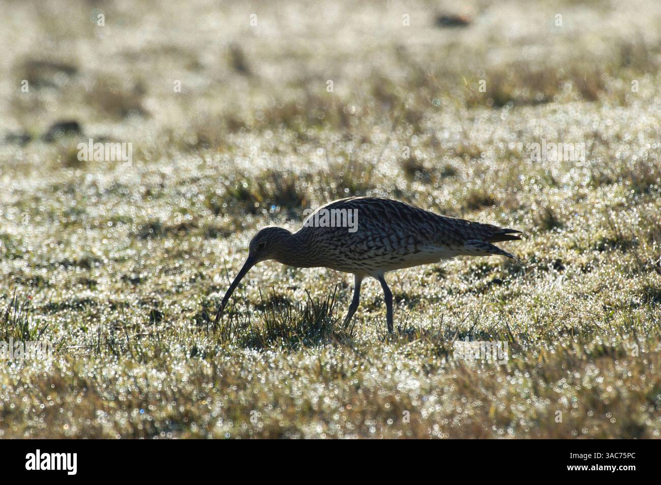 06 juin 2002 ; Texel, PAYS-BAS ; le plus grand échassier d'Europe reconnaissable à son bec exceptionnellement long et décurvé, le Curlew (Numenius arquata) se reproduit dans le nord et le centre de l'Europe et dans le nord de l'Asie jusqu'à la rivière amour. C'est avant tout un oiseau de montagne et il aime les espaces ouverts avec une large visibilité et un mélange de terrain humide et sec. Immédiatement après la reproduction, il se déplace vers les vasières côtières et les marais salants. Alors qu'il réside dans certaines parties de l'Europe occidentale, il hiverne le long des côtes de l'Afrique et de l'Asie méridionale ainsi que du sud de l'Europe. Banque D'Images