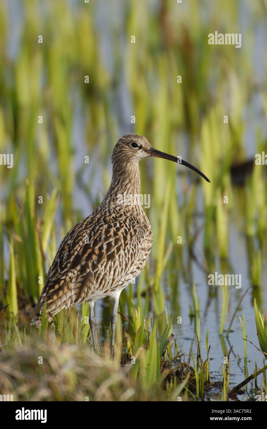 06 juin 2002 ; Texel, PAYS-BAS ; le plus grand échassier d'Europe reconnaissable à son bec exceptionnellement long et décurvé, le Curlew (Numenius arquata) se reproduit dans le nord et le centre de l'Europe et dans le nord de l'Asie jusqu'à la rivière amour. C'est avant tout un oiseau de montagne et il aime les espaces ouverts avec une large visibilité et un mélange de terrain humide et sec. Immédiatement après la reproduction, il se déplace vers les vasières côtières et les marais salants. Alors qu'il réside dans certaines parties de l'Europe occidentale, il hiverne le long des côtes de l'Afrique et de l'Asie méridionale ainsi que du sud de l'Europe. Banque D'Images