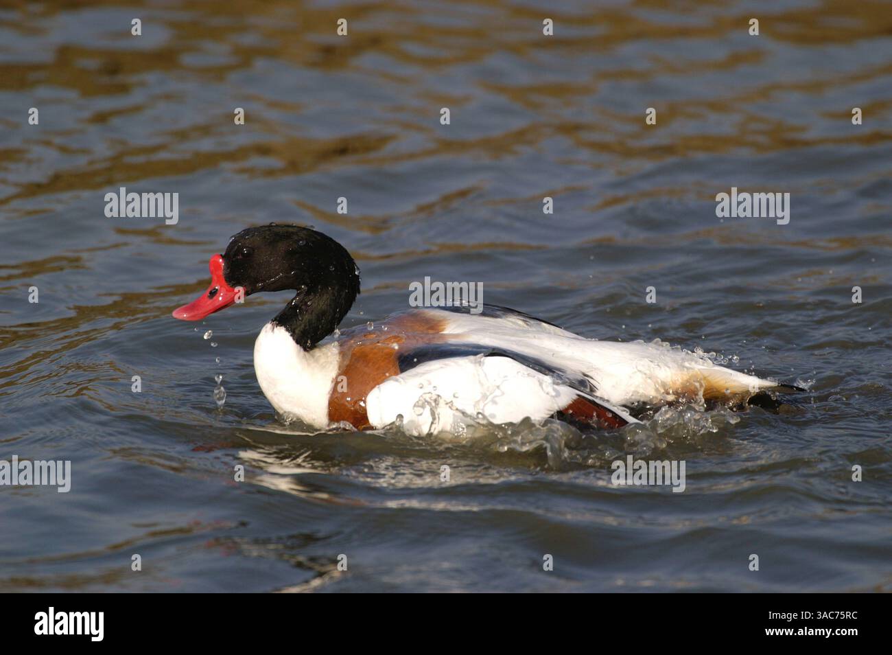 06 juin 2002 ; Texel, PAYS-BAS ; le CANARD COMMUN (Tadorna tadorna) est un canard répandu et commun qui se reproduit en Eurasie tempérée. Le gooselike Common Shelcank est un oiseau frappant avec son bec rouge, son corps blanc et châtaignier, sa tête et son cou vert foncé. Les sexes sont similaires, mais la femelle est plus terne. Le mâle a un bouton de bec rouge gonflé pendant la saison de reproduction. Leur alimentation se compose de petits animaux de rivage (vents, crabes, etc.) ainsi que d'herbes et d'autres plantes. Banque D'Images