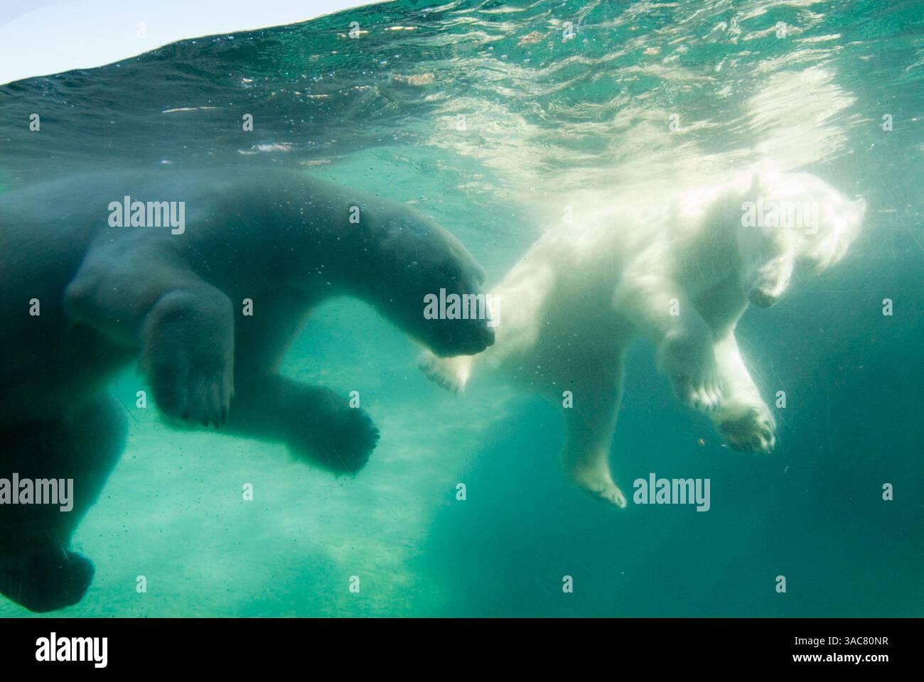 22 décembre 2007 - San Diego, Californie, États-Unis - les ours polaires jouent ensemble au zoo de San Diego. Les ours polaires sont originaires de l'Arctique et sont les plus grands carnivores terrestres du monde, la plupart des adultes pesant entre 660-1320 livres. Le mammifère marin semi-aquatique peut vivre sur terre, en mer et sur la glace, bien que l'espèce vulnérable soit exposée à un risque élevé d'extinction. (Crédit image : © Earl S. Cryer/ZUMA Press) Banque D'Images