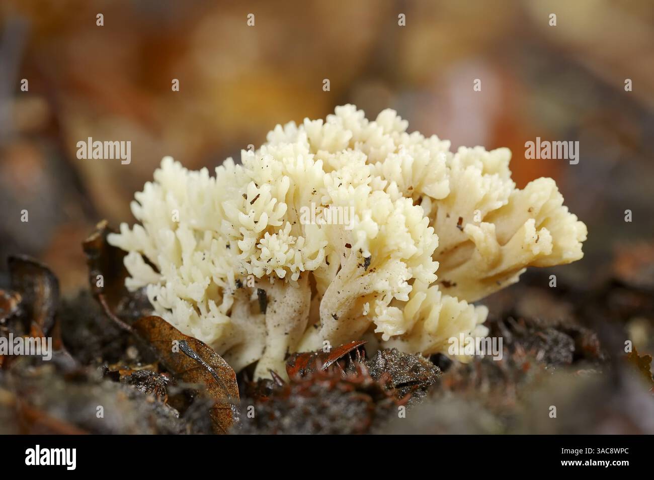 Champignon du corail blanc ou champignon du corail crêpé (Clavulina coralloides), Allemagne | Kammförmiger Keulenpilz oder Kammkoralle Banque D'Images