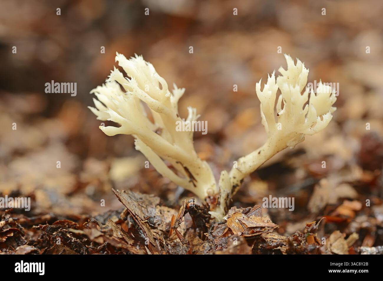 Champignon du corail blanc ou champignon du corail crêpé (Clavulina coralloides), Allemagne | Kammförmiger Keulenpilz oder Kammkoralle Banque D'Images