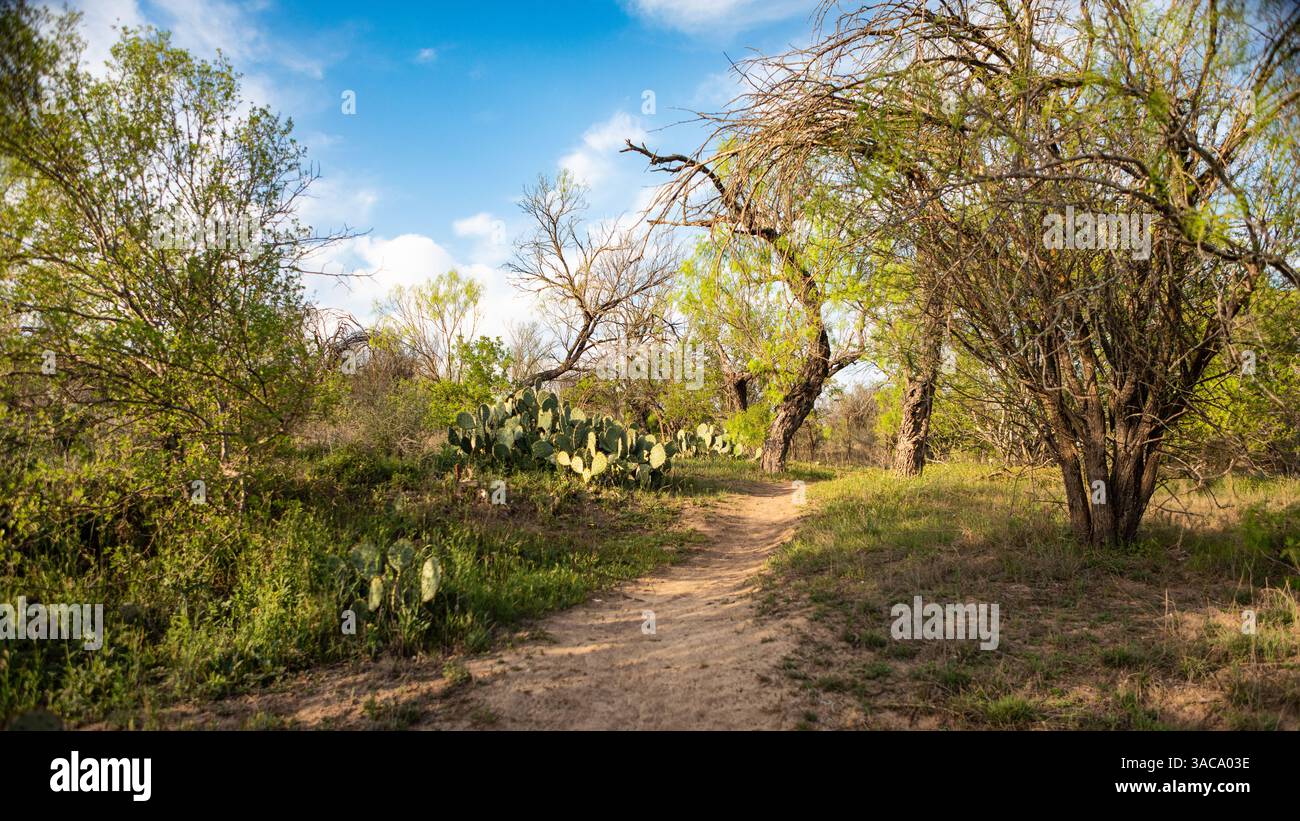Un paisible sentier de terre serpente à travers les cactus de barbarie et les mesquite sous un ciel lumineux du Texas, capturé sur le Frio Trail dans le parc national Garner Banque D'Images