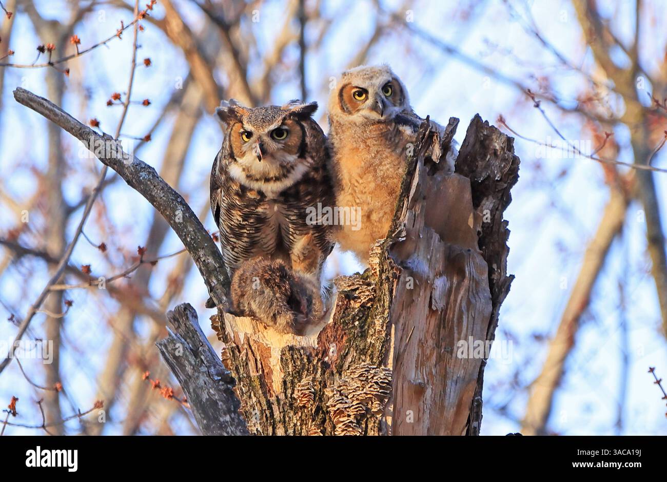 Great Horned Owl mère et bébé perchés sur un tronc d'arbre dans la forêt avec leur déjeuner, Montréal, Canada Banque D'Images