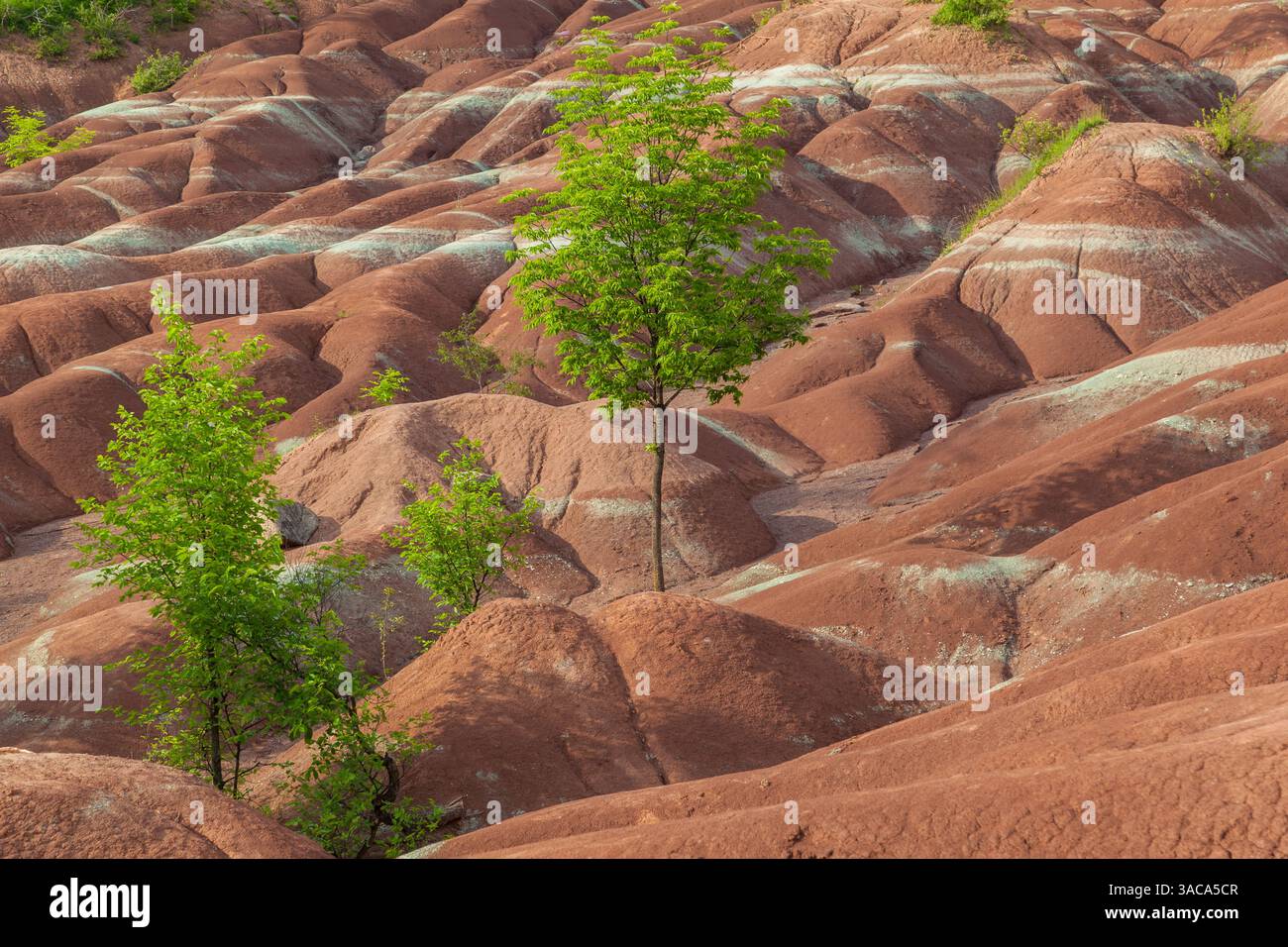 Les Badlands de Cheltenham à Caledon en été, Ontarion, Canada, un petit exemple de formation de badlands. Banque D'Images
