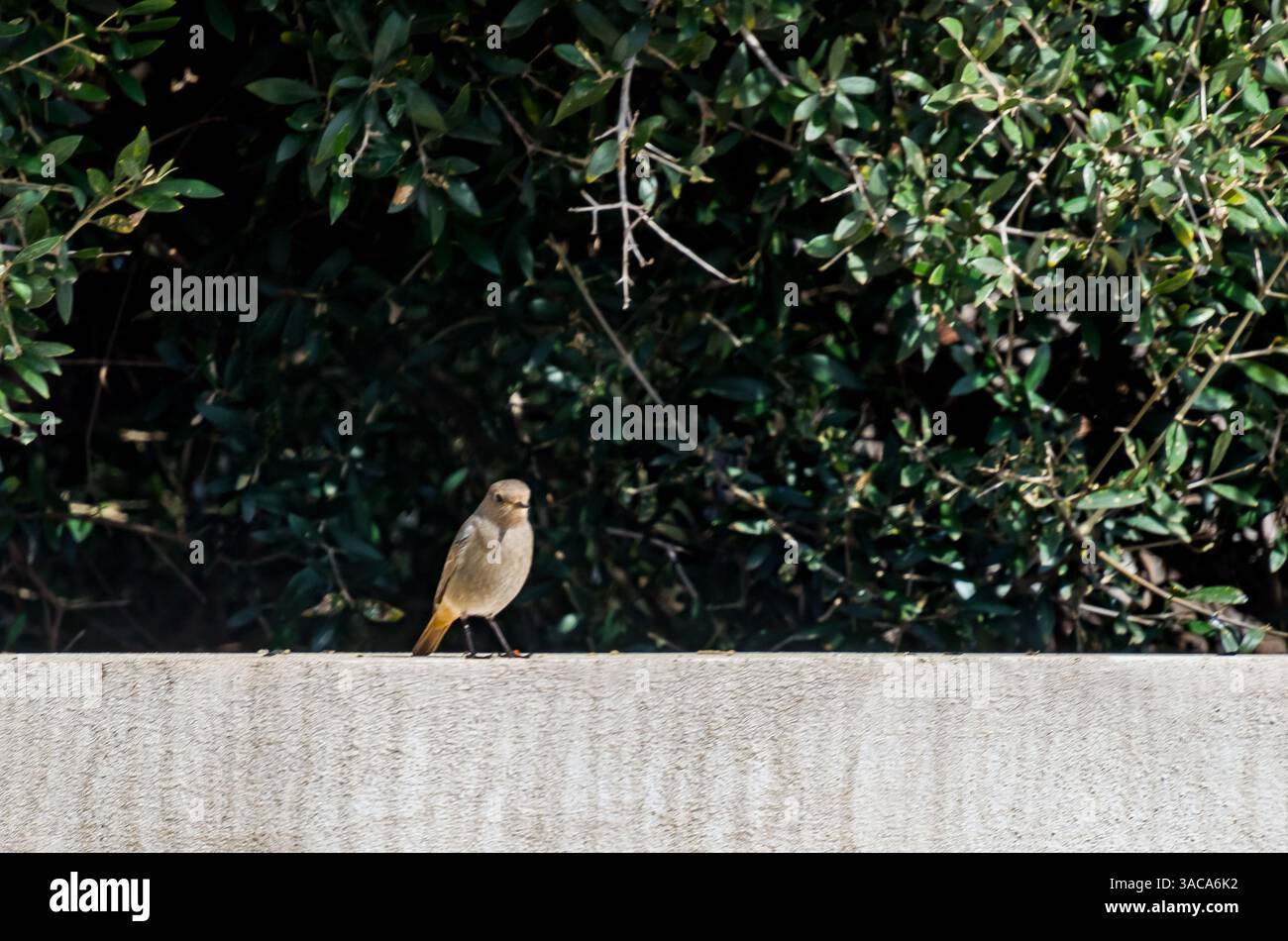 Phoenicurus ochruros (Phoenicurus ochruros) est un petit passereau du genre Phoenicurus Banque D'Images