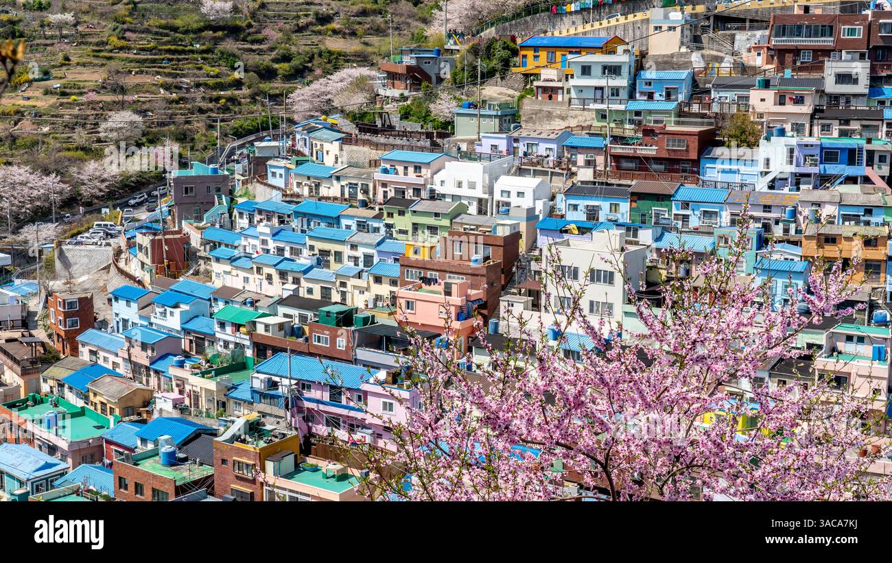 Gamcheon culture Village, Busan, Corée du Sud. La région est connue pour ses rues escarpées, ses ruelles tortueuses et ses maisons peintes aux couleurs vives. Banque D'Images
