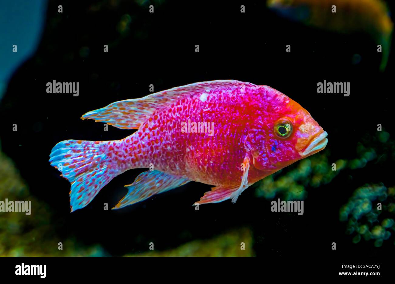 Rose rouge Peacock Cichlid poisson tropical coloré Aulonocara nyassae. Poissons d'eau salée originaires d'Afrique. Banque D'Images