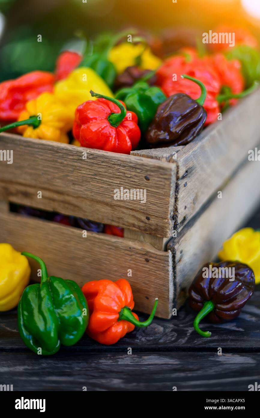Boîte en bois pleine de poivrons habanero multicolores mûrs (capsicum chinense) en gros plan. Poivrons mexicains très chauds Banque D'Images