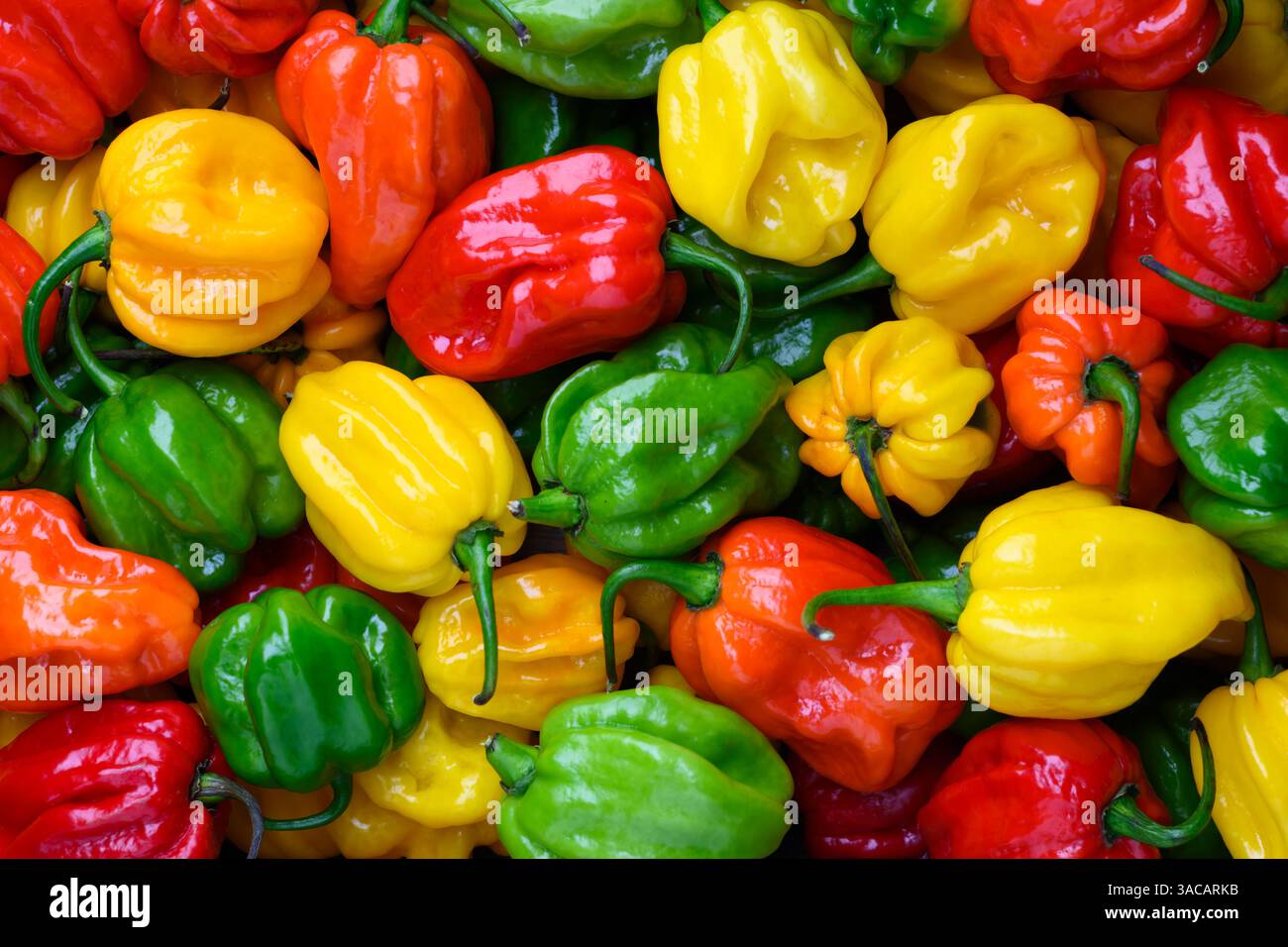 Mélange de poivrons habanero multicolores juteux frais (capsicum chinense) gros plan. Poivrons mexicains très chauds. Photographie culinaire Banque D'Images