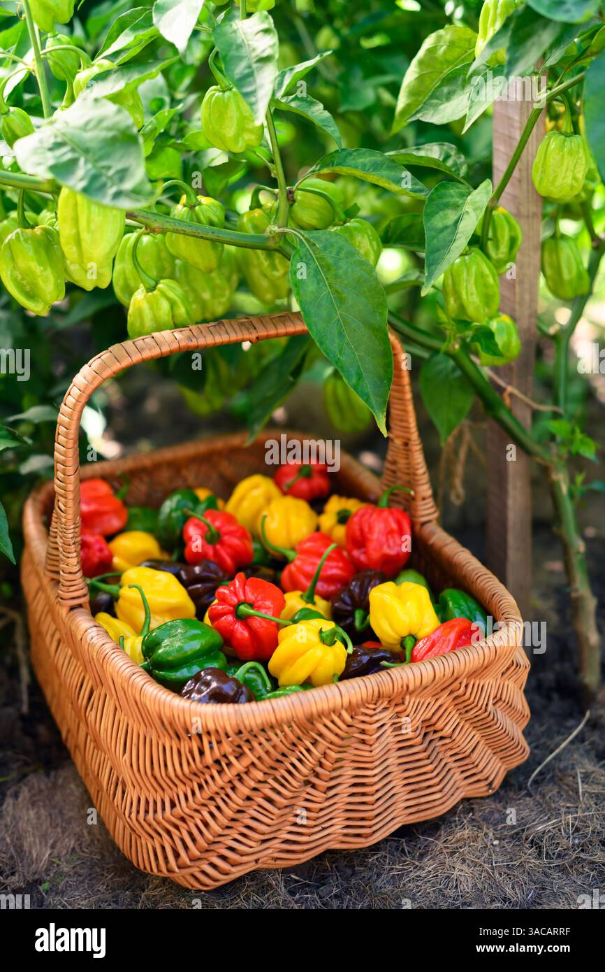 Juste cueilli des poivrons habanero multicolores (capsicum chinense) dans un panier en osier sur le lit de poivre de jardin. Poivrons mexicains très chauds Banque D'Images