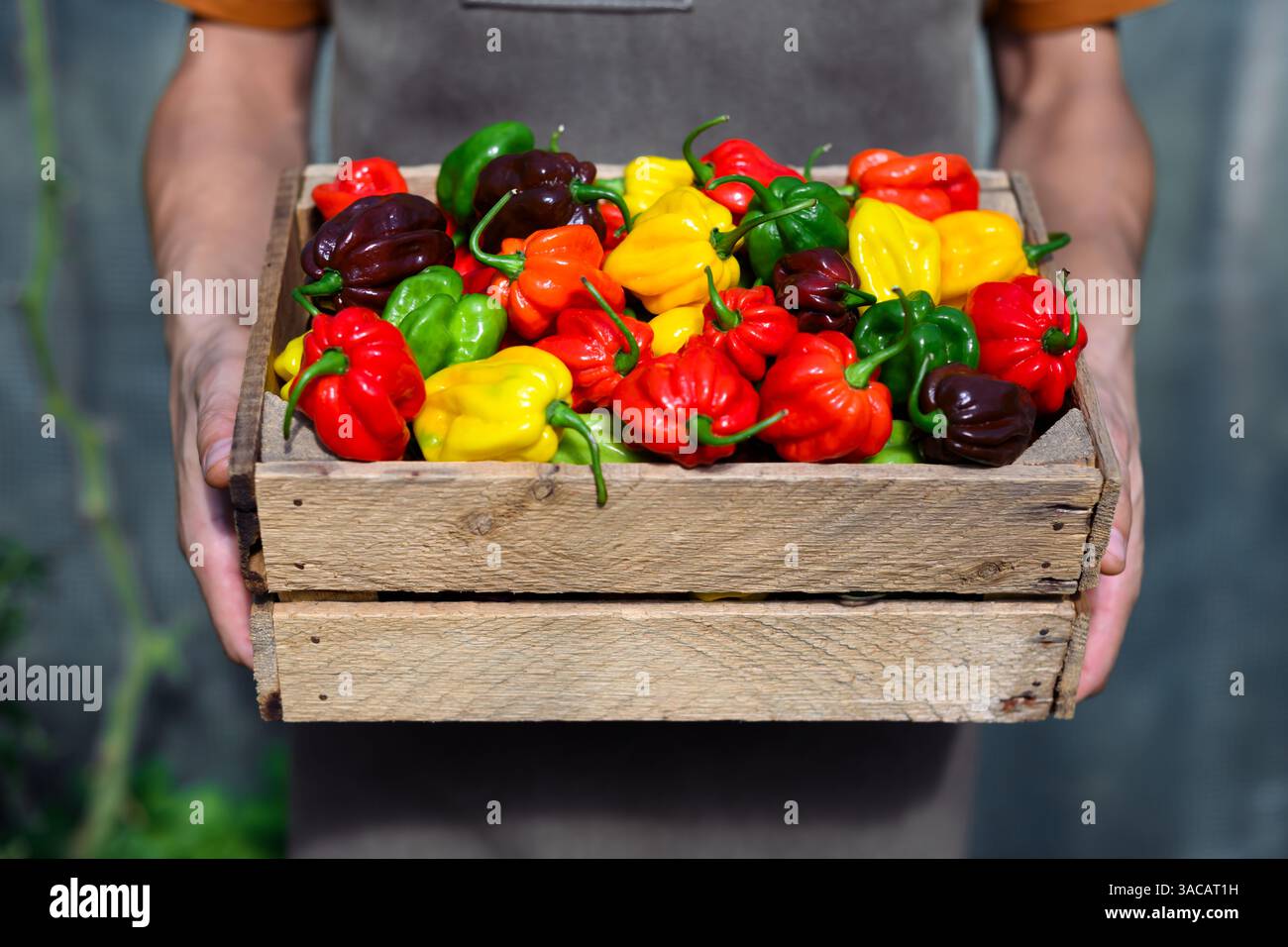 Le fermier tient une boîte en bois remplie de poivrons habanero multicolores juste cueillis (capsicum chinense) Banque D'Images