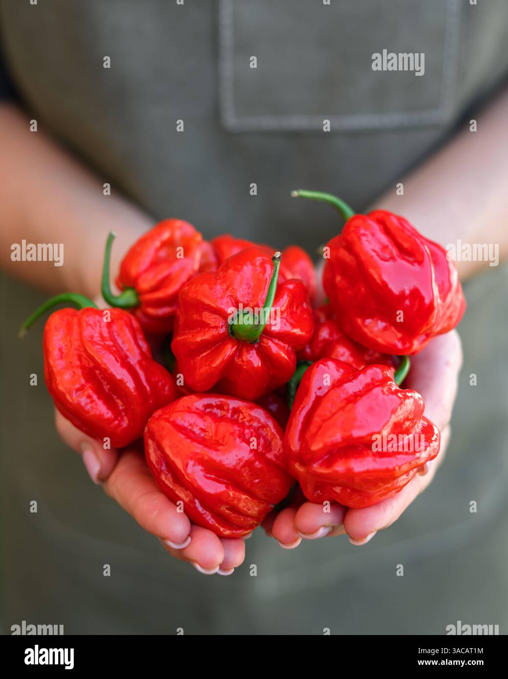 Mains de fermier pleines de poivrons rouges habanero juteux. Gros plan du poivre de Capsicum chinense chaud ardent Banque D'Images