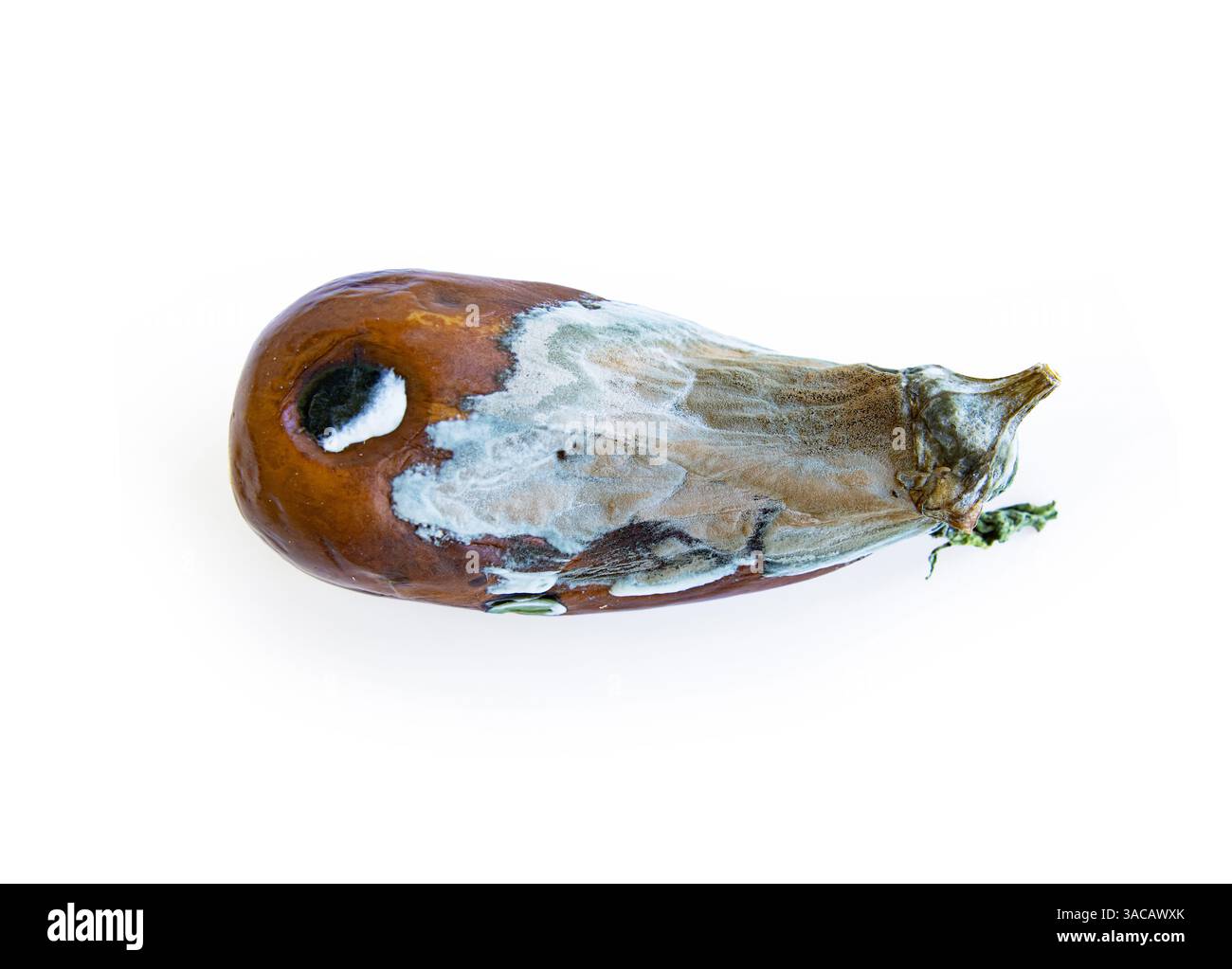 Vue rapprochée d'une aubergine pourrie et moisie. La peau végétale est recouverte de moisissure. Microbiologie scince. Isolé sur fond blanc. Copier l'espace Banque D'Images