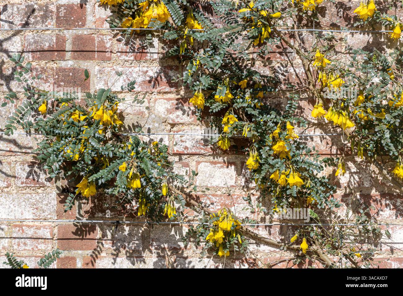 Fleurs jaunes de Sophora microphylla, kowhai à petites feuilles, au printemps, dressées contre un mur Banque D'Images