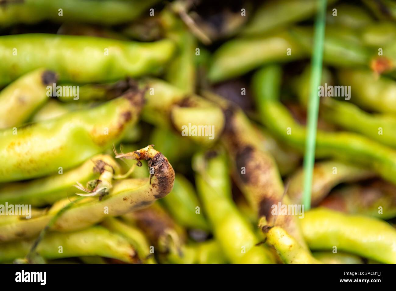 Fava haricots légumineuses crues entières non cuites en vrac légumineuses fraîches en vrac dans une épicerie à Cagliari Food Market macro closeup en Sardaigne, Italie Banque D'Images