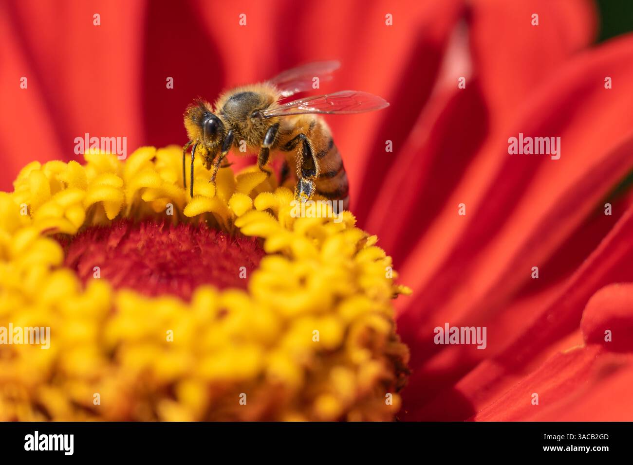 Abeille (Apis mellifera) avec des paniers de pollen sur fleur rouge dans le jardin d'été Banque D'Images