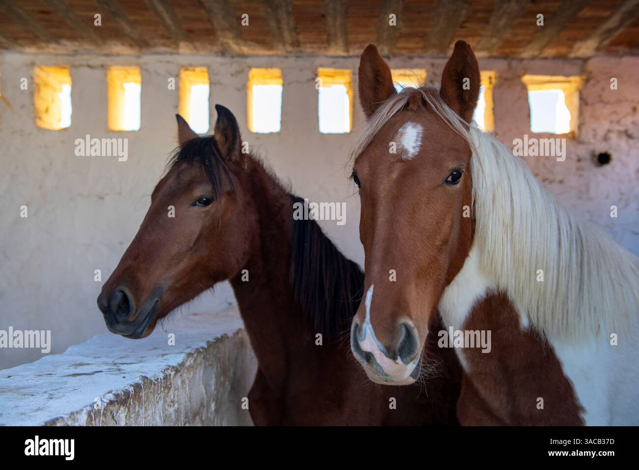 Tunisie, Afrique. Deux beaux chevaux dans une grange en ciment. Banque D'Images