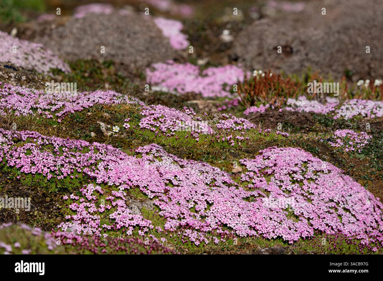 Norvège, Svalbard. Gros plan sur les fleurs sauvages rose Moss campion. ©Don Grall / Galerie Jaynes / DanitaDelimont.com Banque D'Images