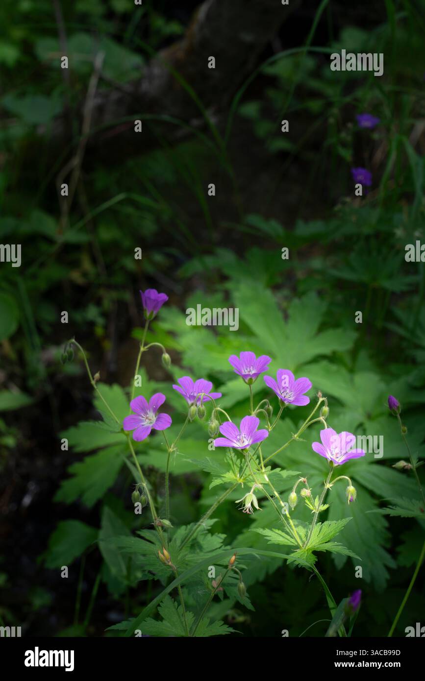 Norvège, Svalbard. Gros plan de fleurs de cranesbill en bois. ©Don Grall / Galerie Jaynes / DanitaDelimont.com Banque D'Images