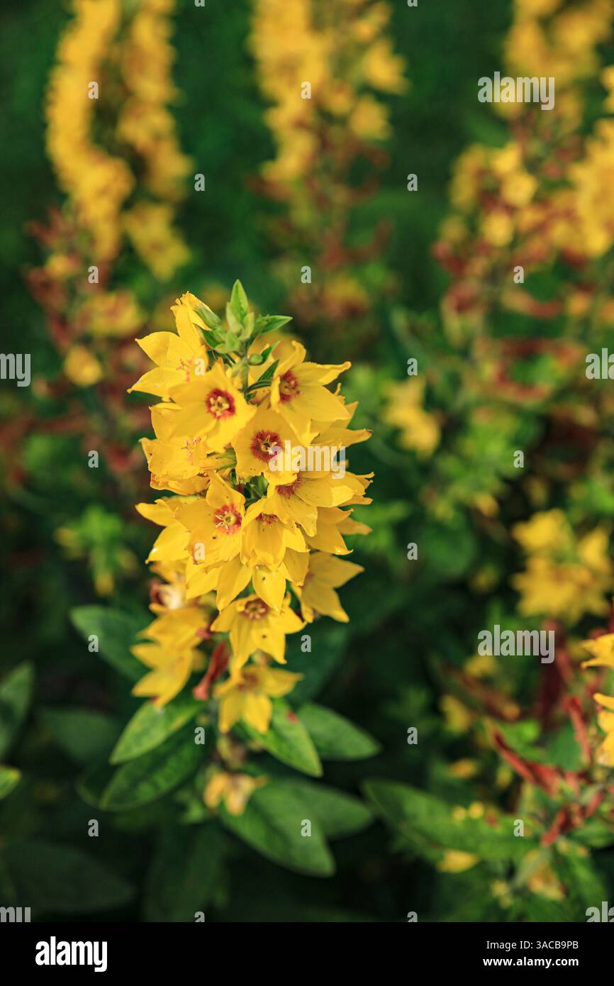 Skjolden Norvège. Fjords norvégiens, fleurs d'edelweiss jaunes et feuillage vert. Banque D'Images