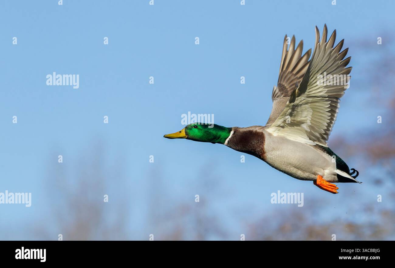 Mallard drake, vol fin automne Banque D'Images