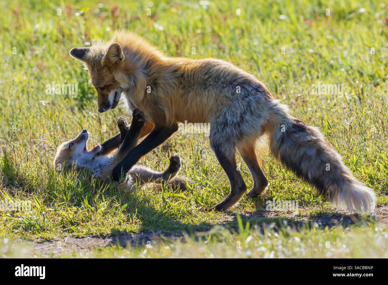 Vixen de renard rouge jouant avec un de ses kits, Washington State Banque D'Images