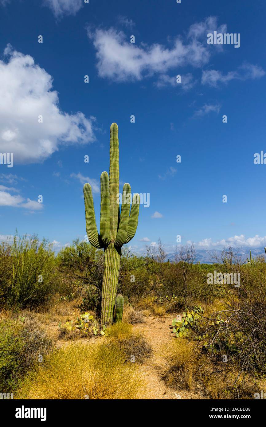Scène typique dans le désert de Sonora dans le sud de l'Arizona. Banque D'Images