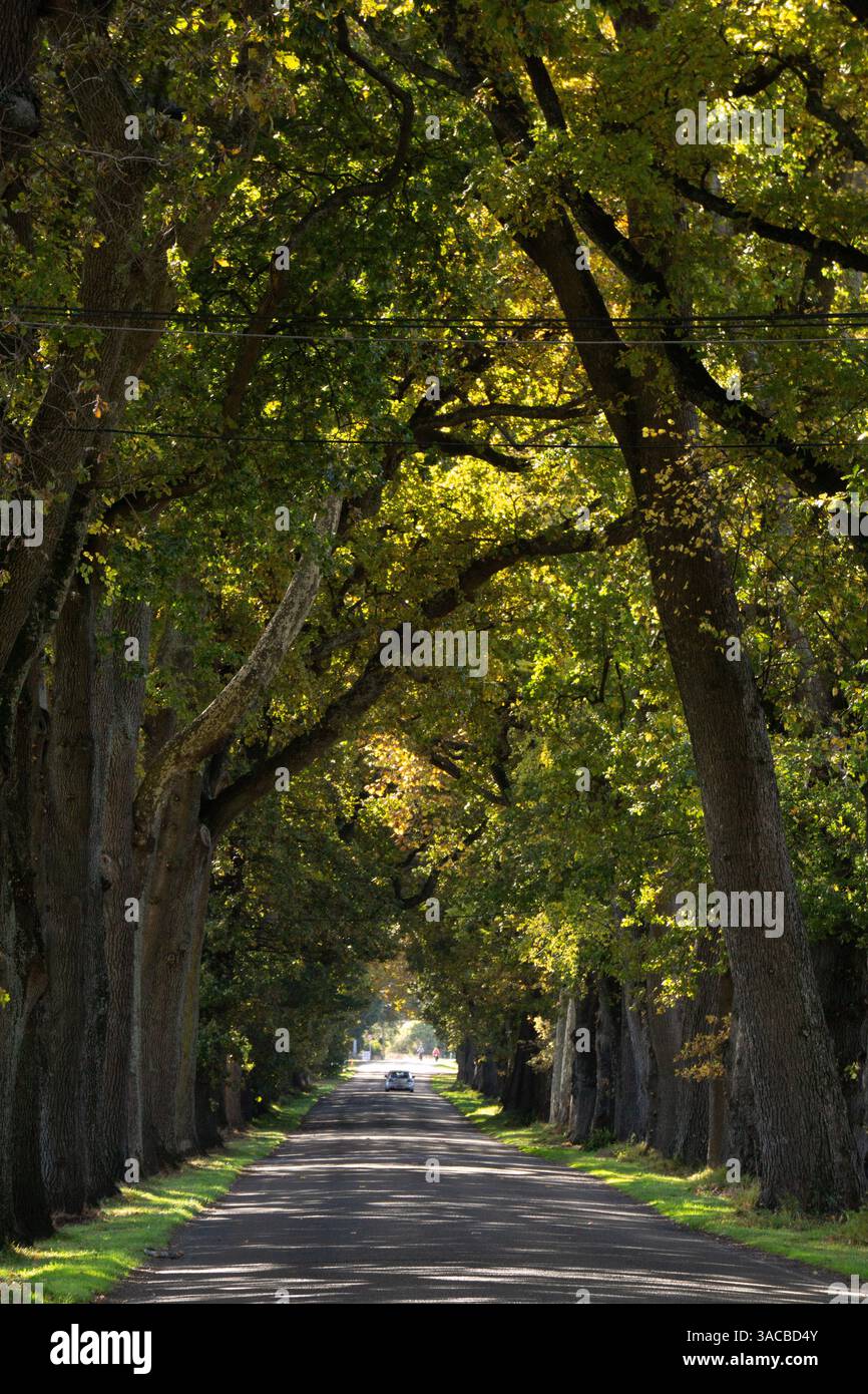 Route menant à travers un tunnel d'arbres Banque D'Images