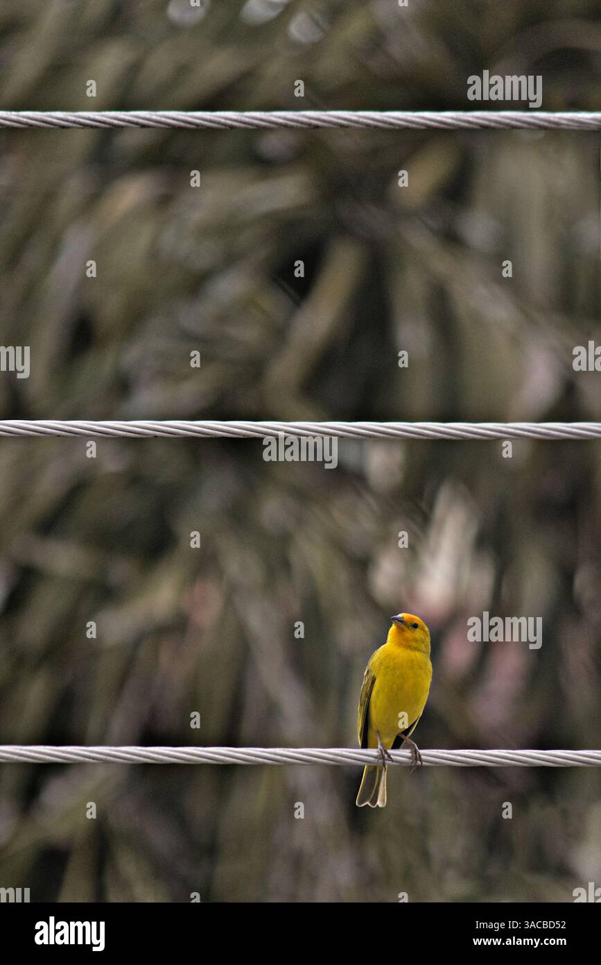 Oiseau connu sous le nom de terre canari (Sicalis flaveola), perché sur le cap de puissance la plus basse. Banque D'Images