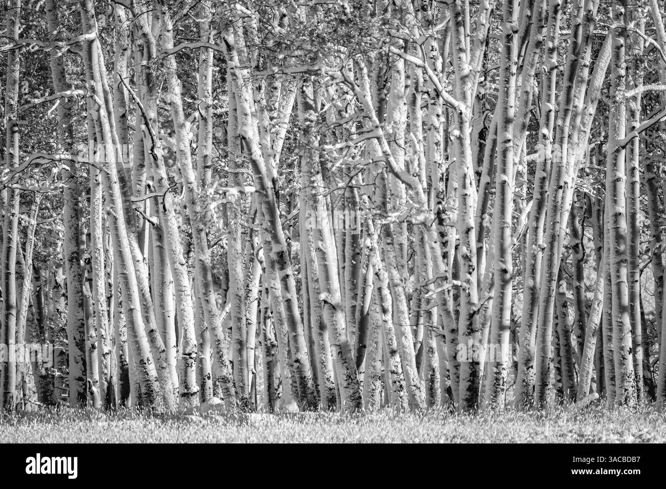 La neige s'accroche aux troncs de tremble dans le Colorado Banque D'Images