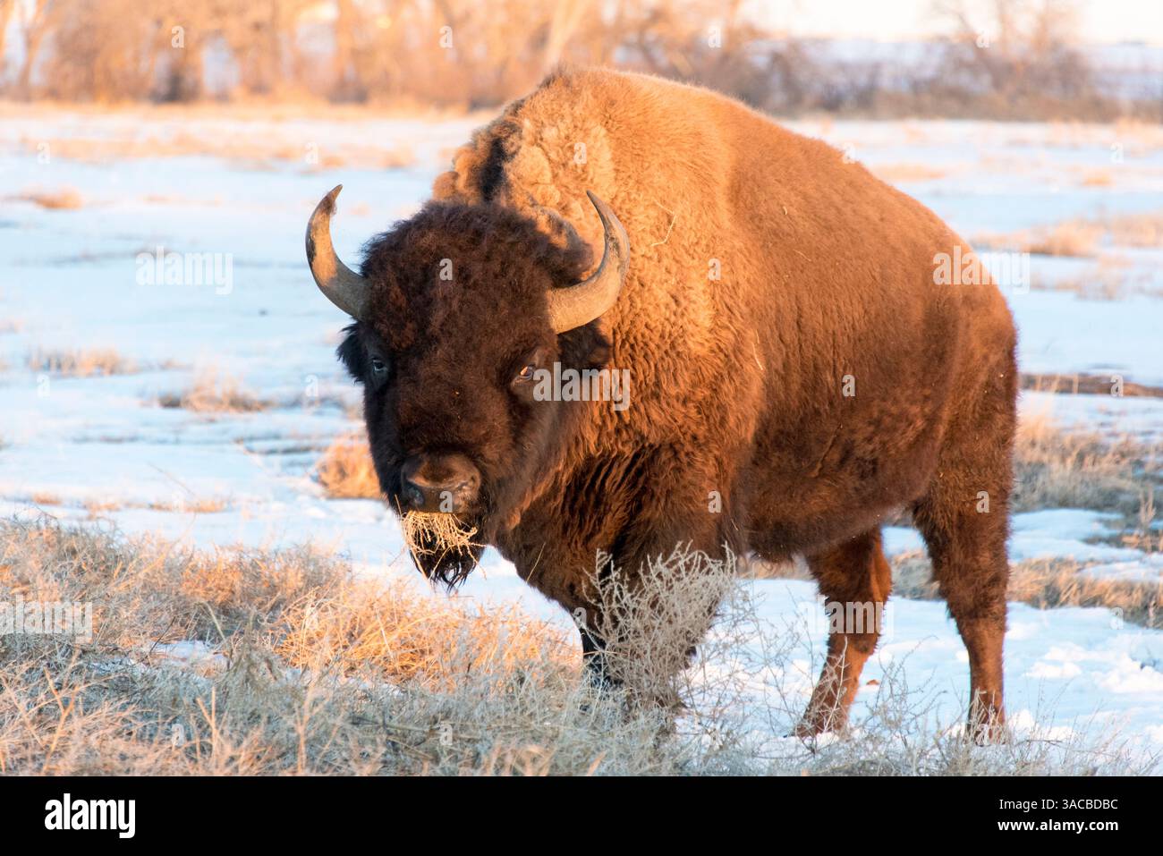 États-Unis, Colorado, Denver. Pâturage des bisons au bord de la route de visite automatique Rocky Mountain Arsenal National Wildlife refuge Banque D'Images