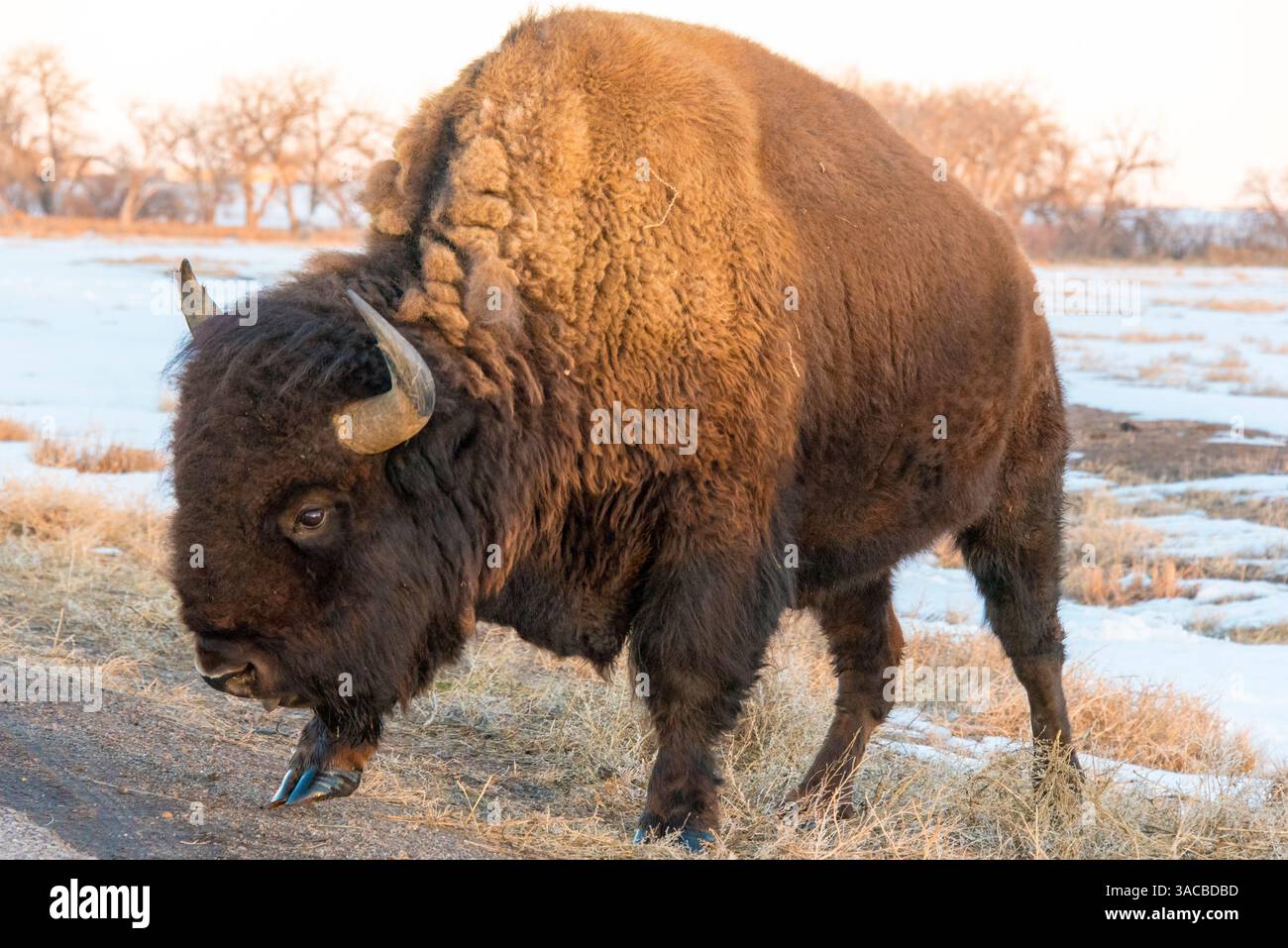 États-Unis, Colorado, Denver. Pâturage des bisons au bord de la route de visite automatique Rocky Mountain Arsenal National Wildlife refuge Banque D'Images