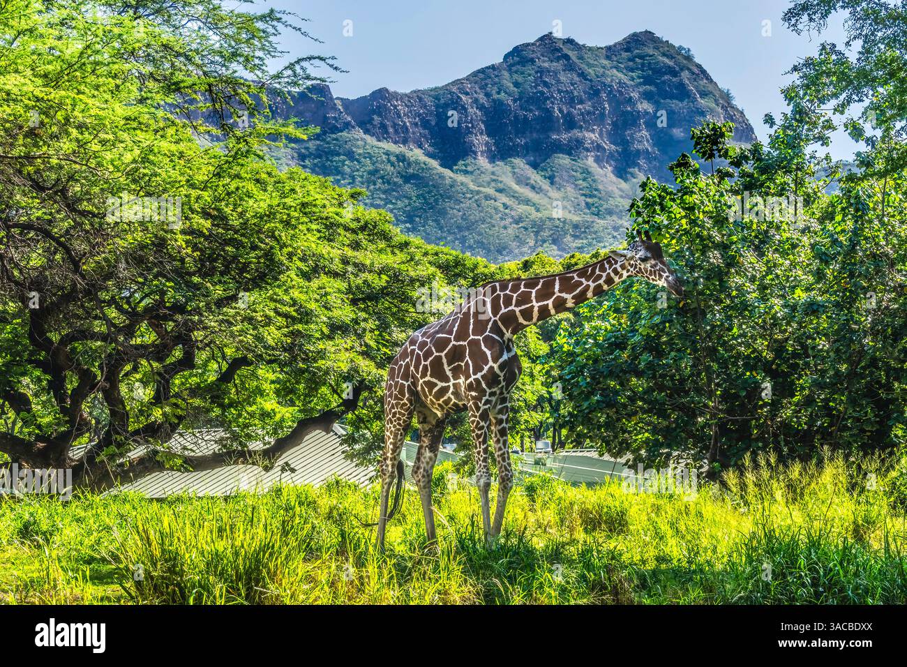Girafe réticulée colorée, tête de diamant, Waikiki, Oahu, Hawaï. Banque D'Images