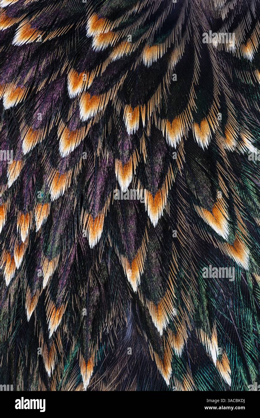 Motif de plume à l'arrière du Starling commun. Banque D'Images
