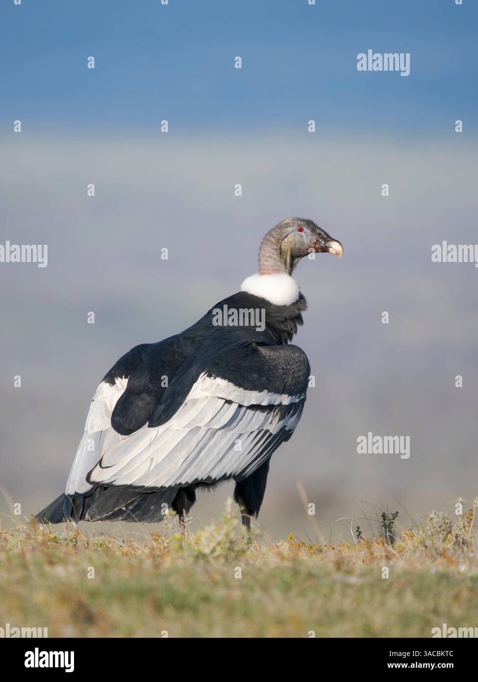 Condor andin féminin en Patagonie. Chili, Magallanes. Banque D'Images