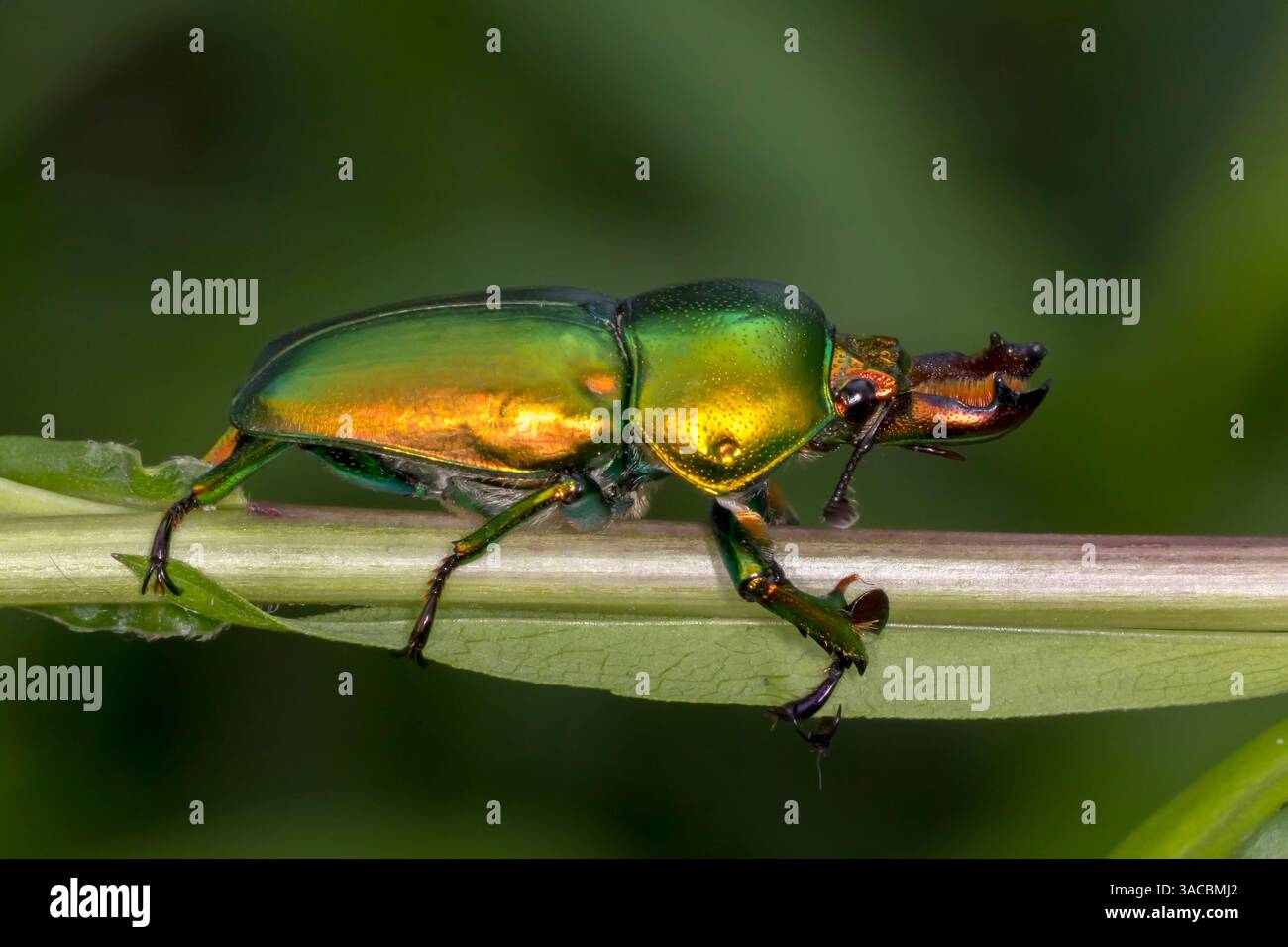 Coléoptère du cerf doré dans son habitat naturel - Lamprima aurata - Warburton, Victoria Banque D'Images