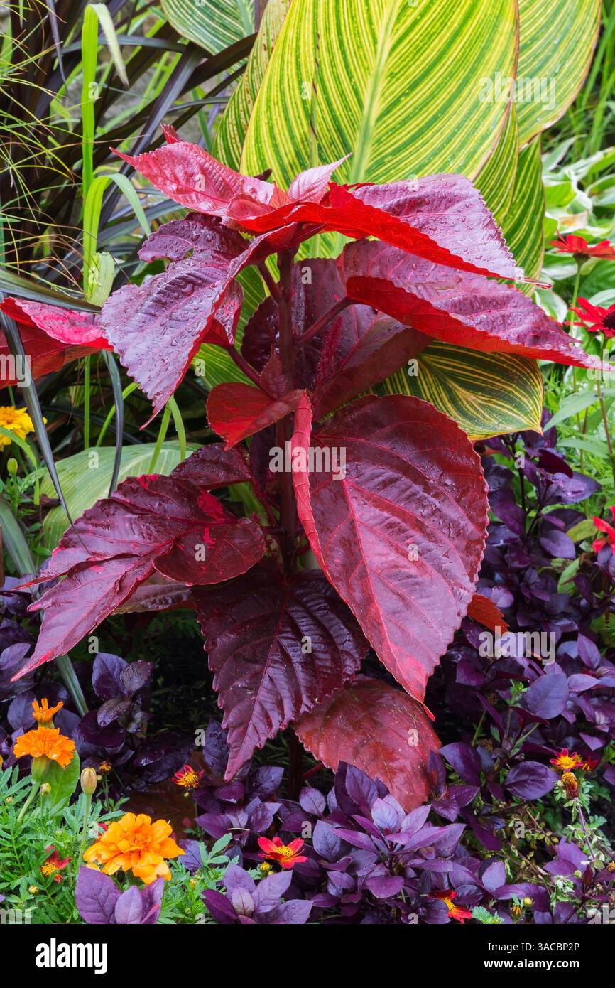 Tagète orange - Soucis, Alternanthera 'Purple Prince', Solenostemon rouge cramoisi - Coleus, Canna - Canna indien dans un bord mixte en été. Banque D'Images