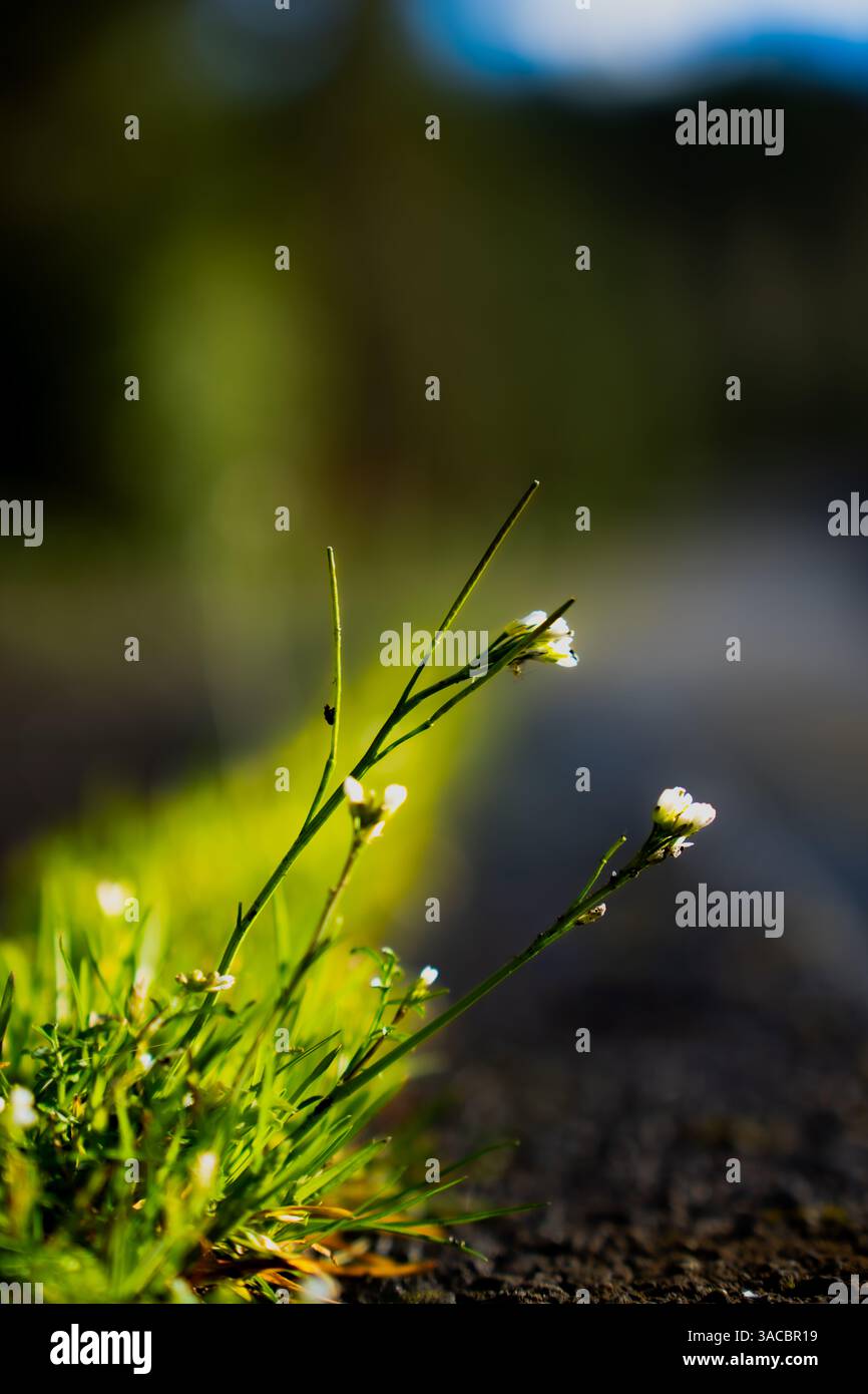 Issaquah WA USA - 29 mars 2025 : Cardamine oligosperma : délicate beauté de Bittercress sauvage Banque D'Images