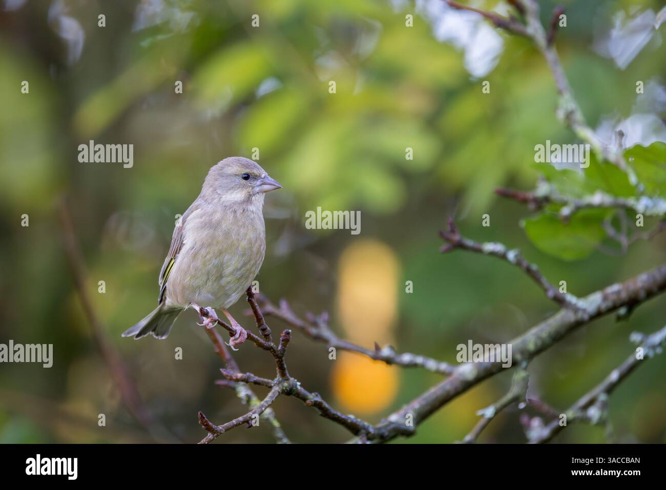 Greenfinch [ Chloris chloris ] oiseau femelle dans l'arbre Banque D'Images