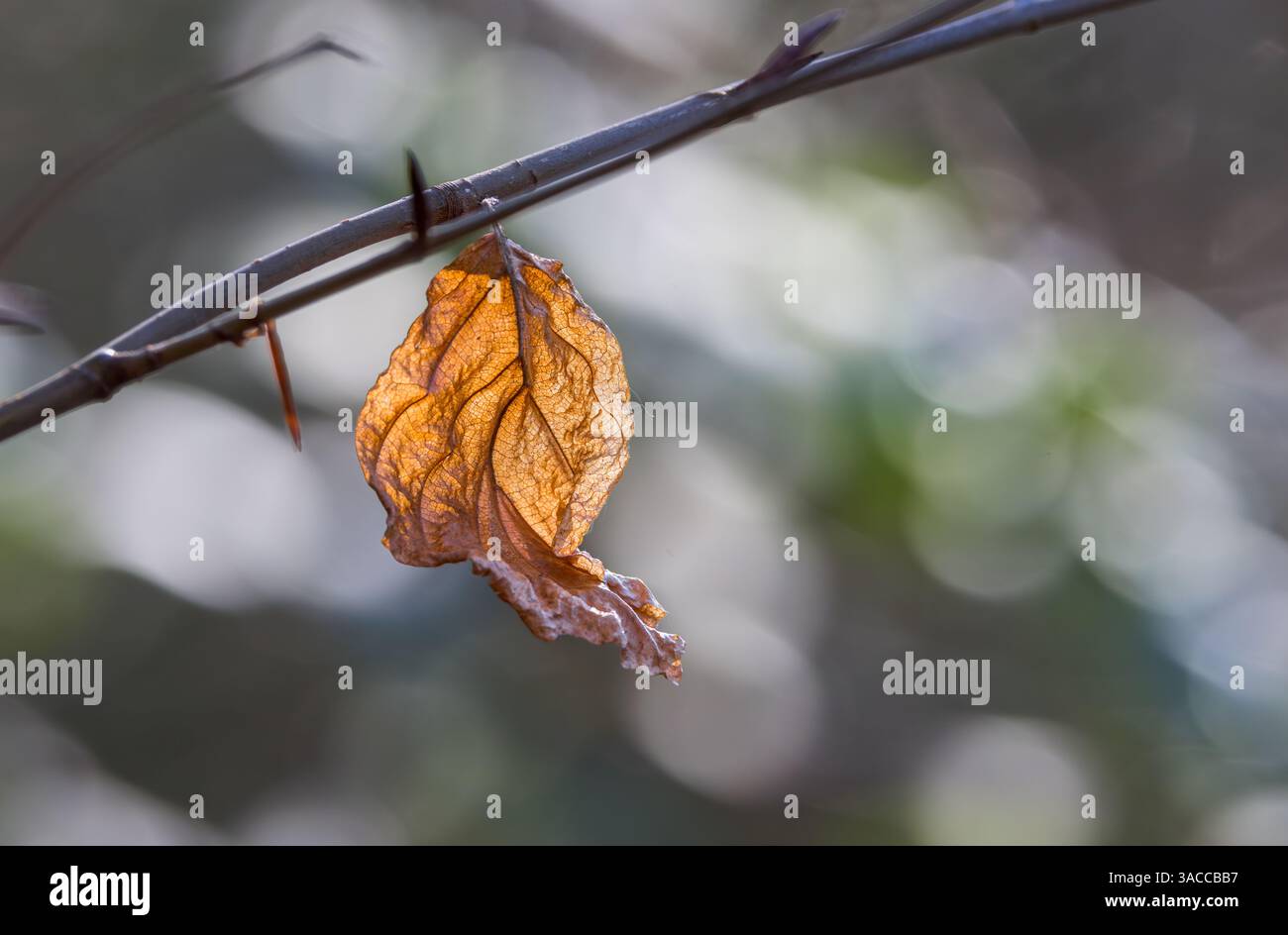 Feuille de hêtre rétrécie encore sur la branche d'arbre en hiver avec des reflets bokeh en arrière-plan Banque D'Images