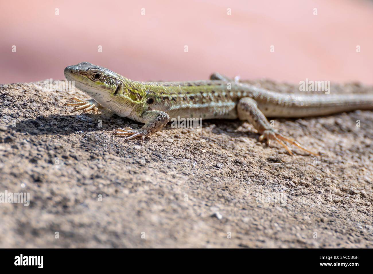Vue rapprochée d'un lézard sur un mur bas Banque D'Images