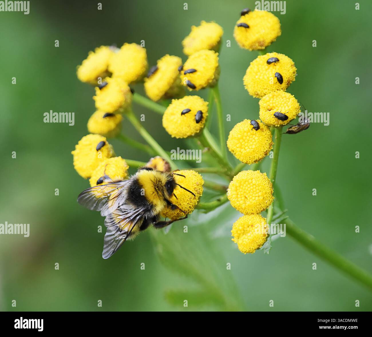 Bourdon coucou de Gypsy (Bombus bohemicus) et autres petites insectes sur la fleur de tansy en automne. Banque D'Images