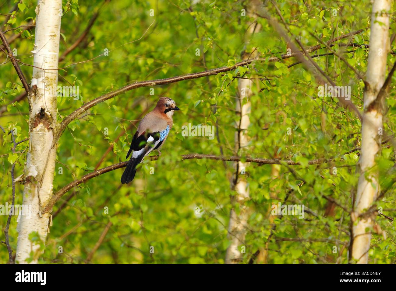 jay eurasien (Garrulus glandarius) assis dans le bouleau au printemps. Banque D'Images