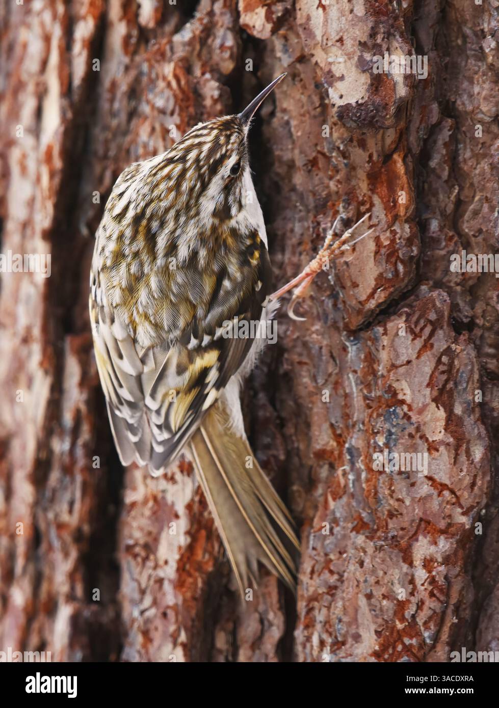 Treinturier eurasien ou treinturier commun (Certhia familiaris) grimpant sur un tronc d'arbre à la recherche de nourriture au printemps. Banque D'Images