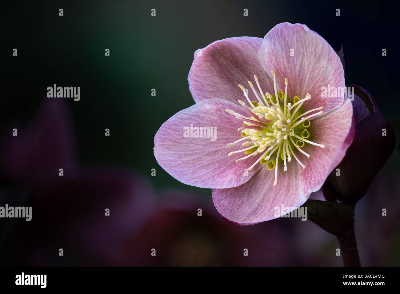 Hellebore Anna’s Red, Royaume-Uni Banque D'Images
