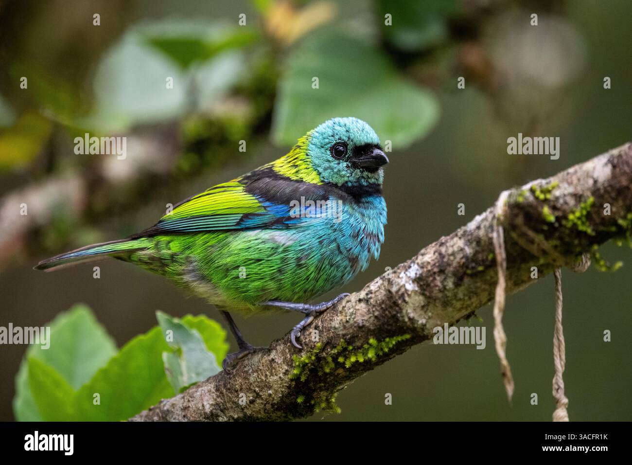 Bel oiseau tropical coloré dans la zone de forêt tropicale verte Banque D'Images