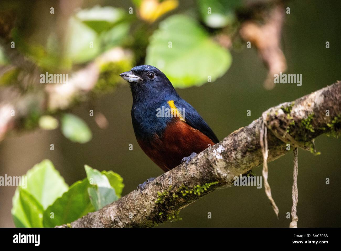 Bel oiseau tropical coloré dans la zone de forêt tropicale verte Banque D'Images