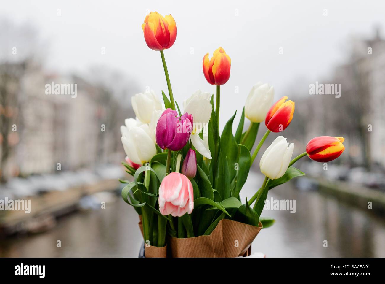 Gros plan sur le bouquet de tulipes avec le canal d'Amsterdam en mode Soft Focus Banque D'Images
